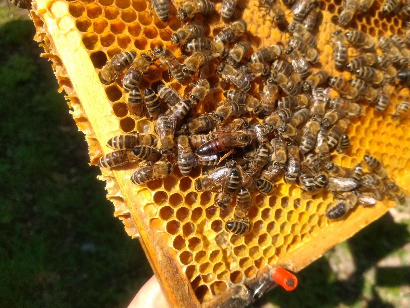 2021_08_Bienensommer_001