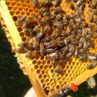 2021_08_Bienensommer_001