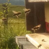 2021_08_Bienensommer_004