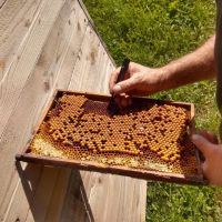 2021_08_Bienensommer_007